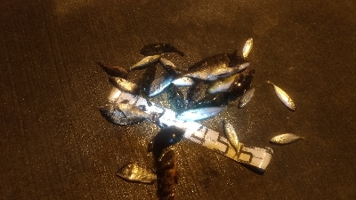 12/18釣果　極寒での紀州釣り