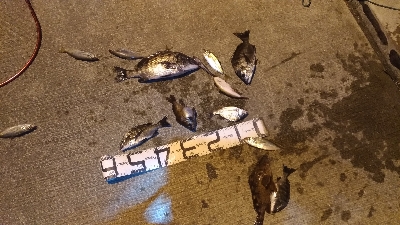 12/25向かい風で苦戦しました。