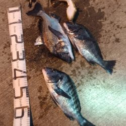 大晦日の釣行　暴風寒波紀州釣り