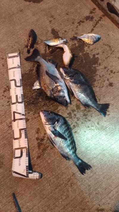 大晦日の釣行　暴風寒波紀州釣り