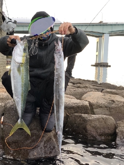 ブリ、メジロ、タチウオ