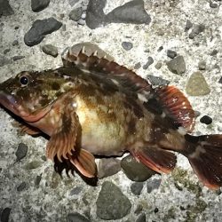 ジグ単でガシラ