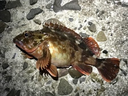 ジグ単でガシラ