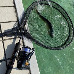 エリアトラウト