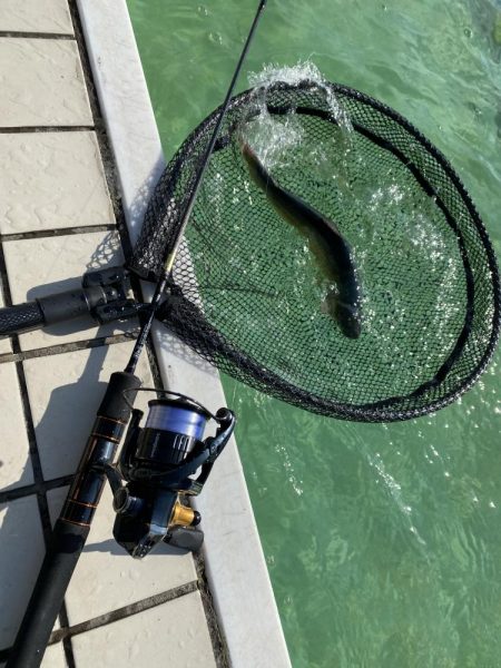 エリアトラウト