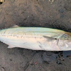 祭りこあと>* ))))><