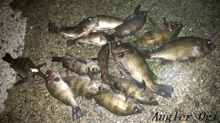 エビ撒きは強い！良型も登場