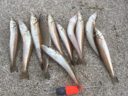 朝の時合いを狙いました