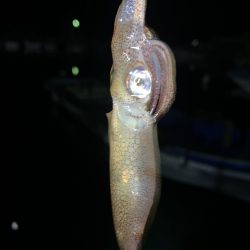 ヒイカ12  メバル①