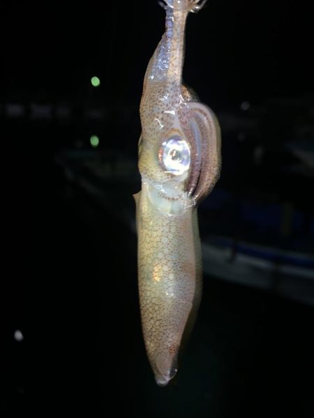 ヒイカ12  メバル①