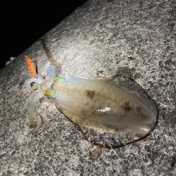 ナイトゲームでアオリイカ