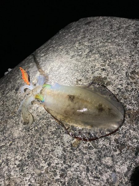 ナイトゲームでアオリイカ