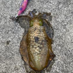 んー、しぶしぶやー