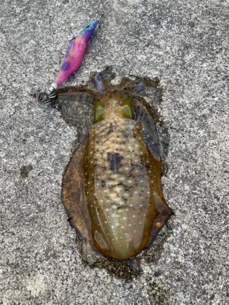 んー、しぶしぶやー