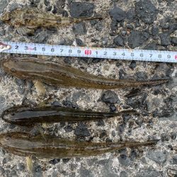 クリスマスカレイを狙いに