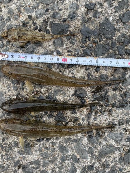 クリスマスカレイを狙いに