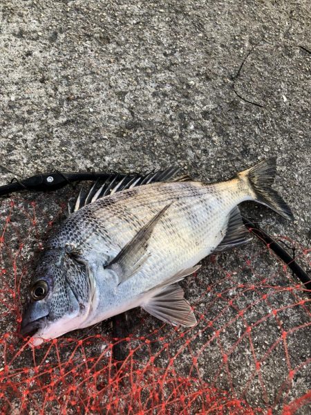 紀の川でフカセ釣り