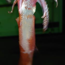 暴風極寒ヒイカ調査