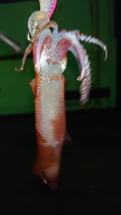 暴風極寒ヒイカ調査