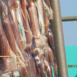 スルメイカ　２３～３５杯　ヤリイカも(^^♪