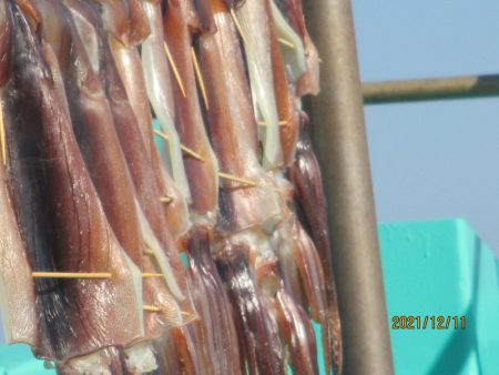 スルメイカ　２３～３５杯　ヤリイカも(^^…