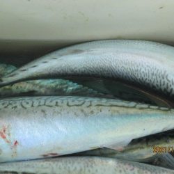 サバ、スルメイカ　釣れたよ(^_-)-☆