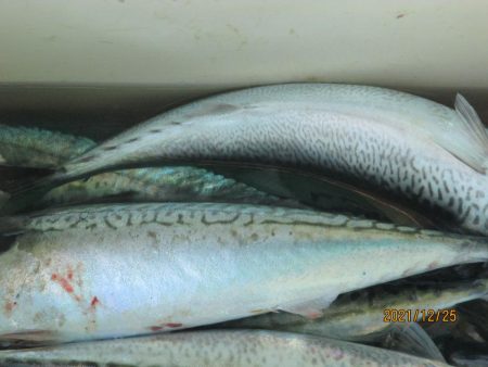 サバ、スルメイカ　釣れたよ(^_-)-☆