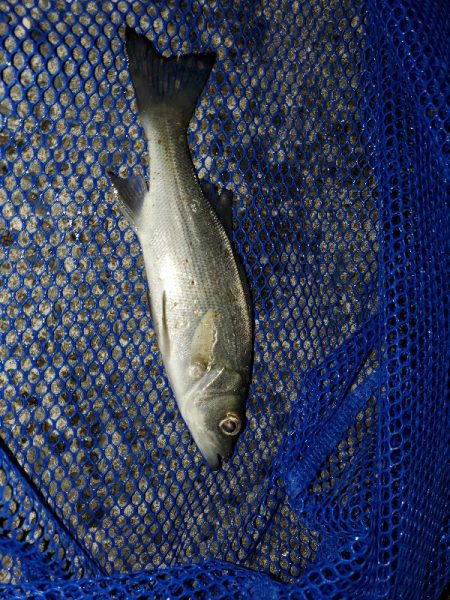 ルアーで三目？