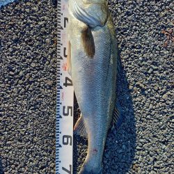 二日連続ランカーゲット