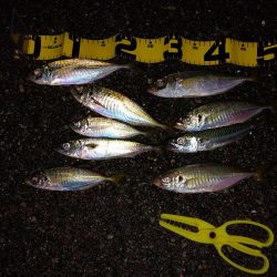 プチファミリーフィッシング GAME