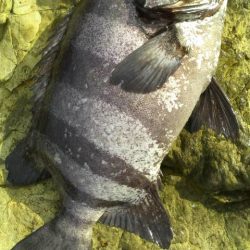 石鯛(特大)７１・５㎝