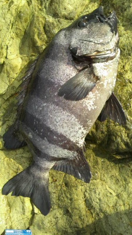 石鯛(特大)７１・５㎝