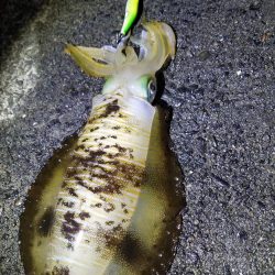 ナイトエギング♪