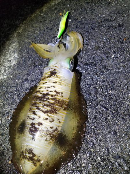 ナイトエギング♪