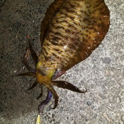 なんとか年内キロアップ！！