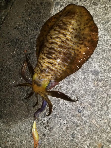 なんとか年内キロアップ！！