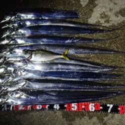 タチウオ ツ抜け 今シーズン2回目