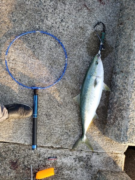 青物　メジロ75センチ