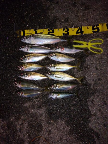 プチファミリーフィッシング　GAME