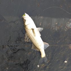 寄り道５分釣行