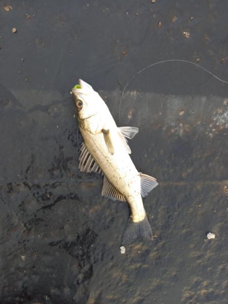 寄り道５分釣行