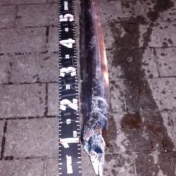 爆風南港タチウオ