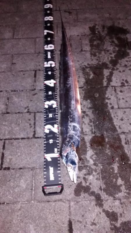 爆風南港タチウオ