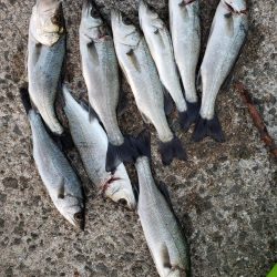 セイゴ爆釣 ボイル祭り