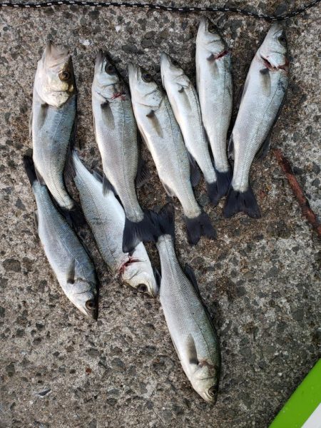 セイゴ爆釣　ボイル祭り