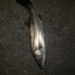 夜練釣行