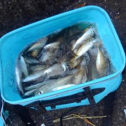 早朝からアジ一択狙いでアミエビブロックおかわり!!