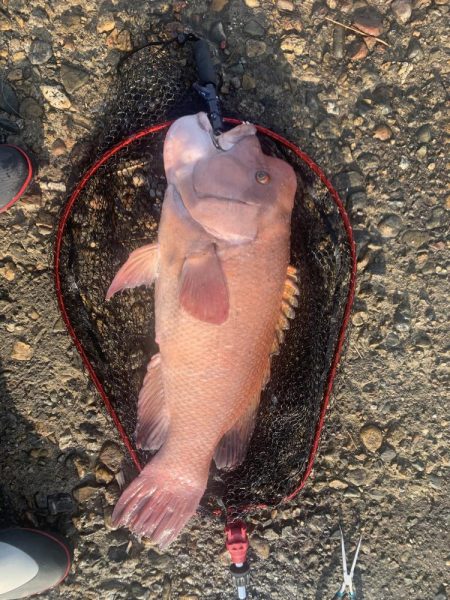 タンコブゲーム