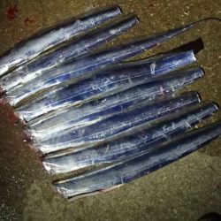 意外と高活性なタチウオ