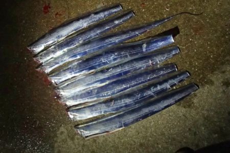 意外と高活性なタチウオ